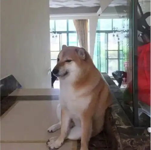 经典表情包doge原型小狗kabosu去世
