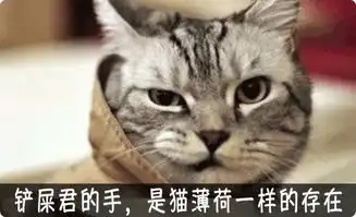 猫咪爱舔人,其实很危险

