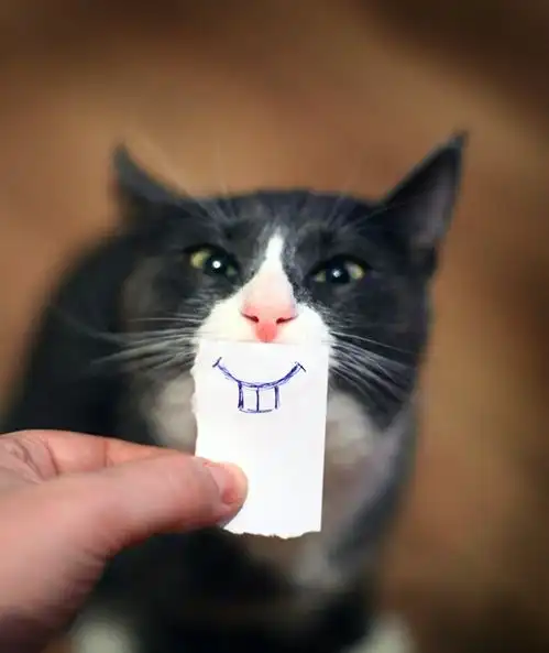 让猫咪变成表情丰富的逗比
