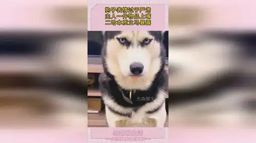 狗子表情过于严肃,主人一件物品上嘴,二哈本质立马暴露
