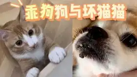 论表情包的正确出处狗叫深情狗叫不想狗叫
