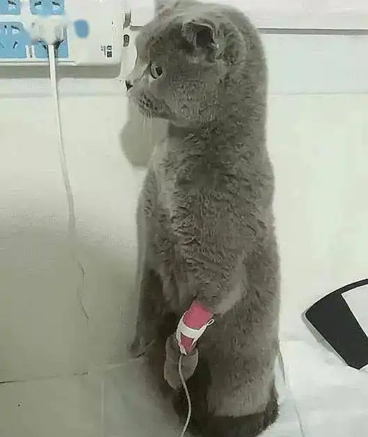 带猫咪去宠物医院打针,猫咪看主人的眼神承包了我一整年的笑点
