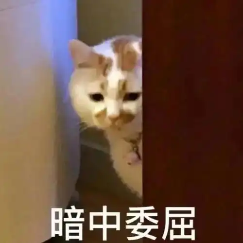 这波猫猫表情包你值得拥有
