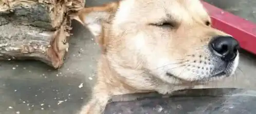 土狗咬伤泰迪后,邻居找上门来讨说法,主人一招让邻居不说了
