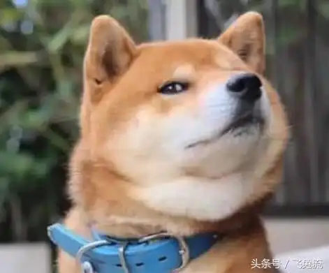 宠物表情包出处柴犬