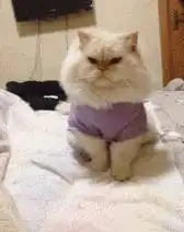 搞笑gif腿长就是那么任性
