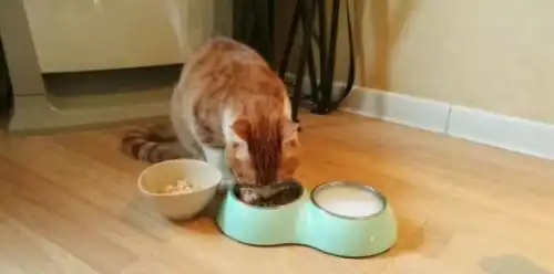 小橘猫的绝育之路,猫咪确认过眼神,是遇上对的人