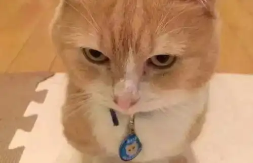 藏抽屉里的小鱼干不见了,大橘猫的表情,让人笑喷
