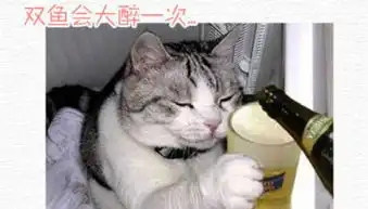 12星座失恋时,猫猫的表现,2b,表情包
