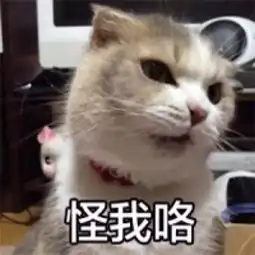 撸猫撸不对,手被挠残废撸猫的正确姿势你都知道吗
