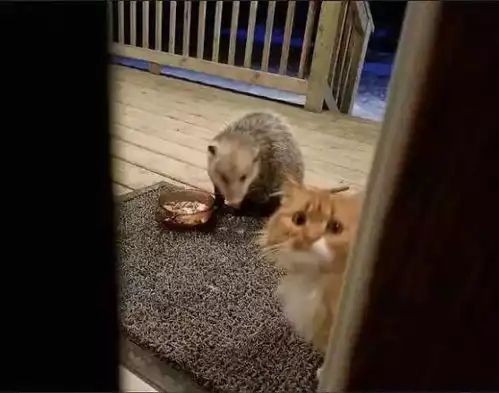 猫咪吃饭引来巨鼠,害怕求救,却发现主人在看好戏
