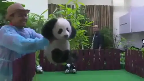 四个月大的暖妹妹熊猫,第一次露面,手捂朵朵,小表情萌翻了
