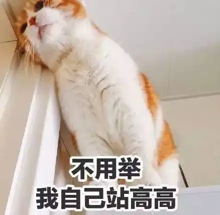 常听到的蓝猫加菲到底都是什么猫认清这6个品种,才是成为优秀铲屎官的第一步