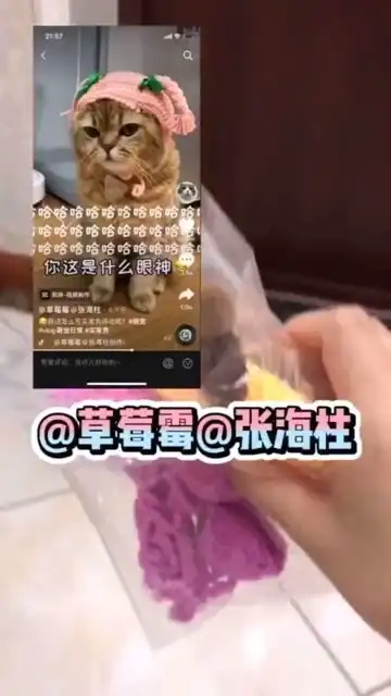 宠物和主人总要疯一个主人给自家猫咪戴帽子猫咪的表情是认真的吗
