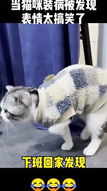 猫咪装病被发现,表情太搞笑了,小猫咪能有什么坏心思呢

