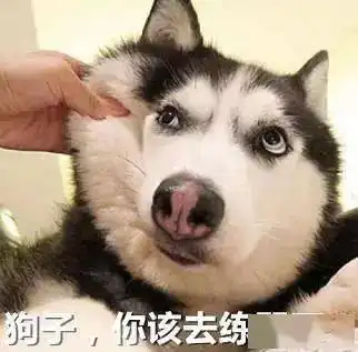 音乐生必备表情包,哈哈哈哈哈哈哈哈哈...

