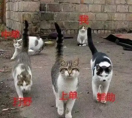 认怂表情包可爱猫阳台