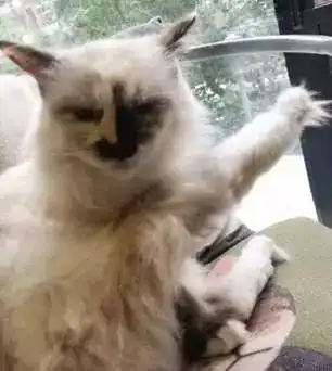 你见过最丑猫啥样这些猫真的可以直接做表情包了...哈哈哈
