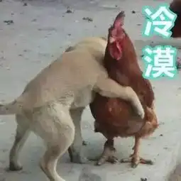 鸡年要用对的表情包,重庆言子版鸡年表情包爆笑来袭
