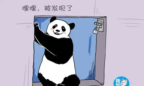 饲养员发现大熊猫在越狱,刚想批评几句,看见它的表情笑了
