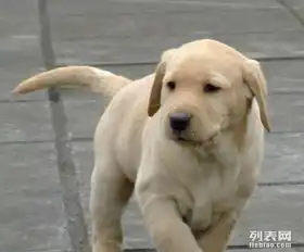 家养的拉布拉多喜欢联系哦
