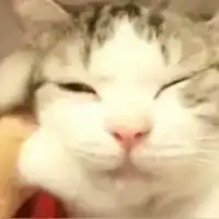 猥琐小萌萌表情包
