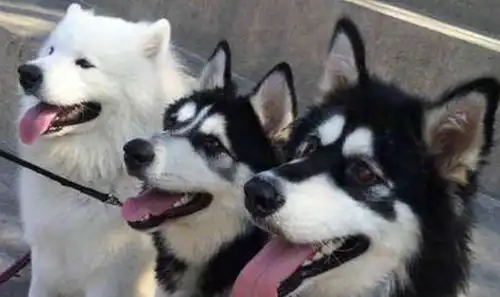 经常阿拉斯加犬和哈士奇傻傻分不清楚仔细观察还是区别挺大的