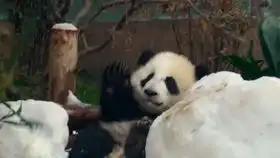 大熊猫吊床上玩冰块,当冰块掉地上时,那表情也是没谁了
