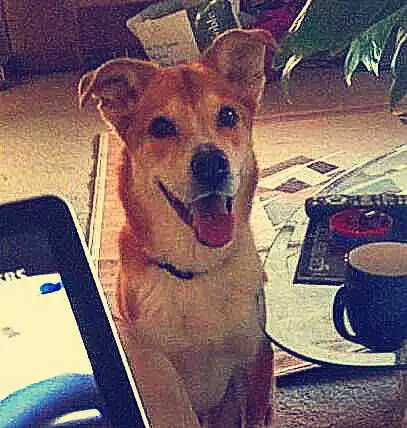 妹子当着柴犬面独吞零食,狗子表情当场失控劳资没你这样的主人
