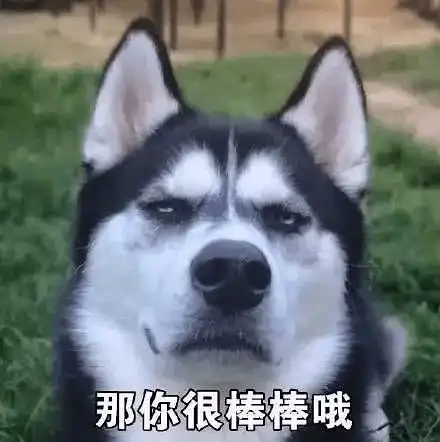 二哈搞笑表情大集合,确认过表情,血统都很纯正
