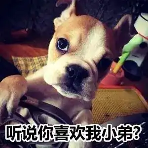 不得了啦高光家连狗都成表情包啦
