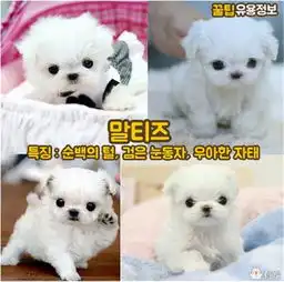 韩国人气最高的七种狗狗,看看有没有你家的
