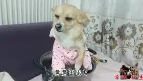 土狗小黑偷吃主人胡萝卜,主人说要吃了它,吓得立刻领罚认错,表情好搞笑

