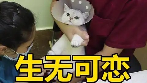 绝育之后的表情包,对号入座
