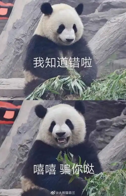 越狱大熊猫的围栏装上了防护挡板,看看萌兰怎么样了
