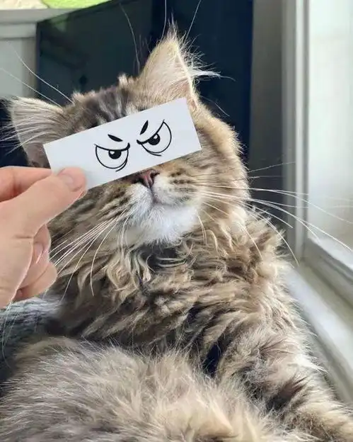 他把猫的照片和各种表情包,巧妙地融合在一起,太有喜感了
