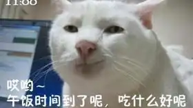 泪目当猫咪在视频中看到去世的主人后,心酸的贴了上去...
