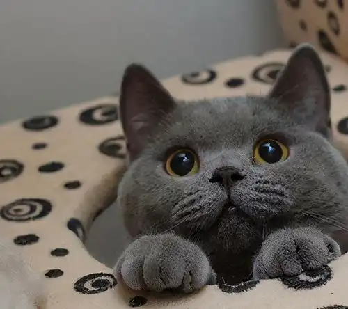 最二的5种猫,别以为只有奶牛猫,太天真了

