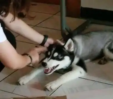 说哈士奇是一个表情包一点点都不为过
