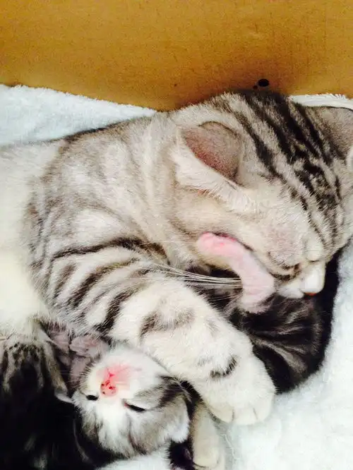 豆主家的猫生了一波萌娃...
