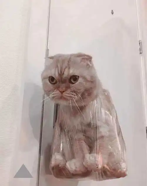 橘猫偷吃排骨,主人发现后惩罚它,橘猫的表情笑翻了
