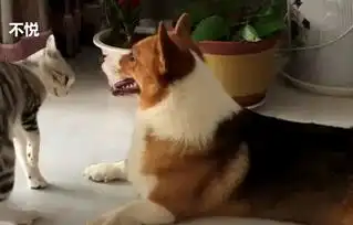 猫咪误入柯基领地,自己还来了脾气,主人举着手机连连后退
