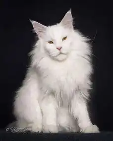 猫事坚持多年只为一种猫拍肖像,这才是真爱
