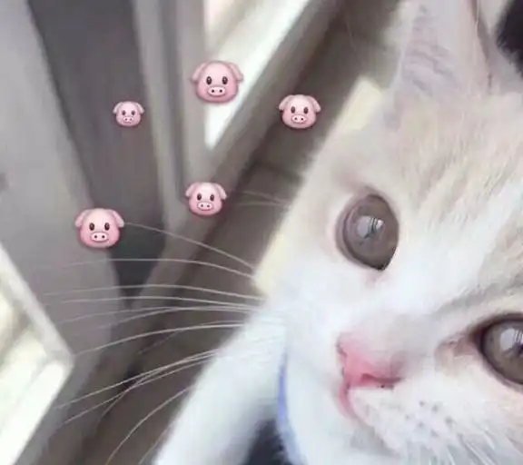 警惕饲养猫咪的5大误区,千万别再犯了
