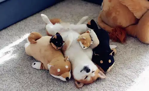 柴犬对你翻肚皮,其实是想告诉你这些事
