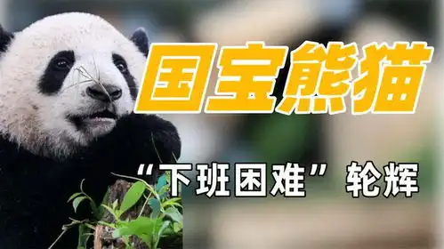 史上最难收熊猫轮辉,早上起不来晚上不想走,把谭爷爷气出表情包