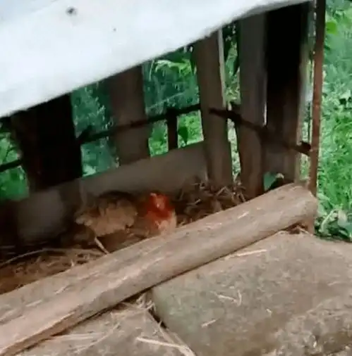 土狗暴雨中不肯回窝,主人走到狗窝一看,却看到了这位不速之客
