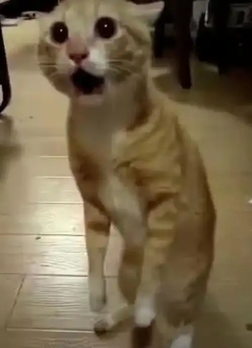 德国队输球后,这只猫迅速走红,惊讶表情让人想给它所有小鱼干
