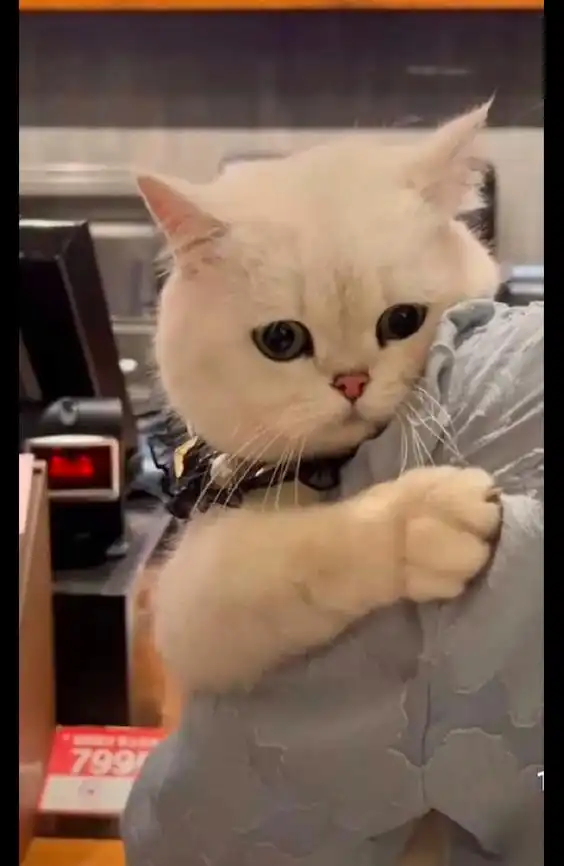 主人抱着猫咪出去玩,它一副紧张又很委屈的模样妈,抱紧点
