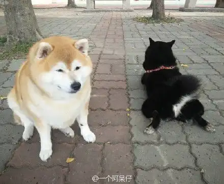 柴犬表情包全套柴犬doge表情包下载

